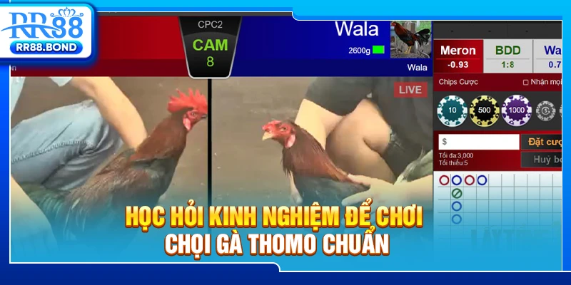 Học hỏi kinh nghiệm để chơi chọi gà Thomo chuẩn