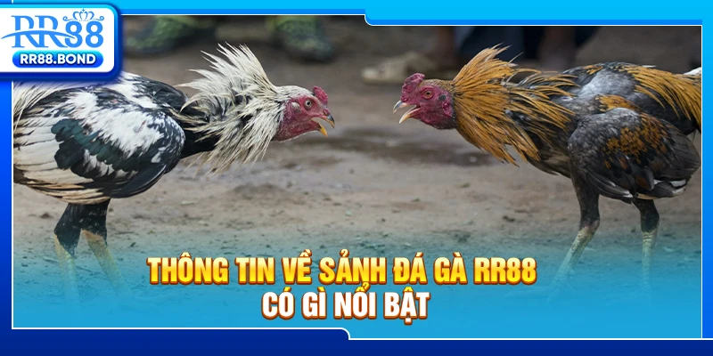 Thông tin về sảnh Đá Gà RR88 có gì nổi bật